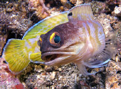 Jawfish, Bunaken by Doug Anderson 
